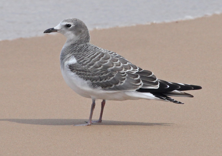 Sabine's Gull (1st cycle) Photo 1