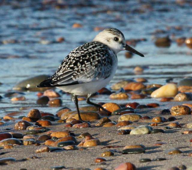 Sanderling (juvenile)