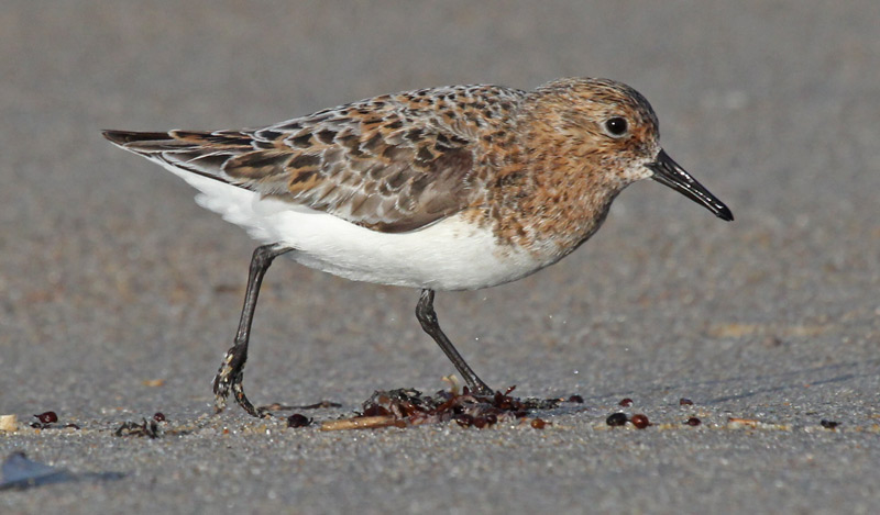 Sanderling (fresh breeding adult)
