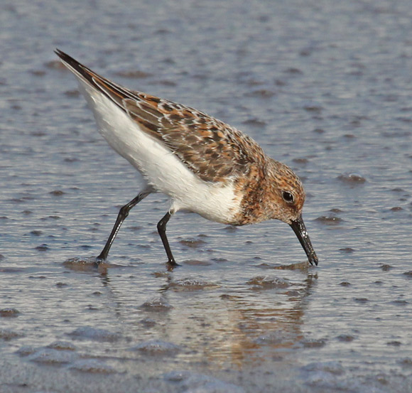 Sanderling (fresh breeding adult)