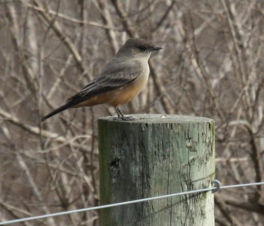 Say's Phoebe