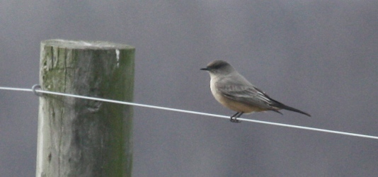 Say's Phoebe