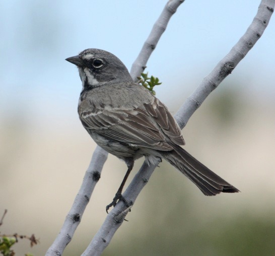 Sage Sparrow photo #3