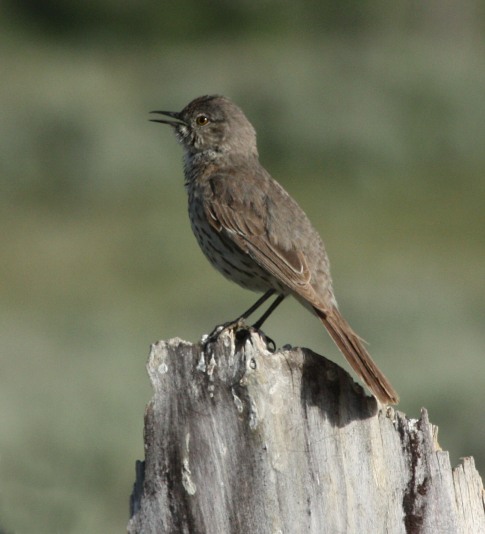 Sage Thrasher photo #1
