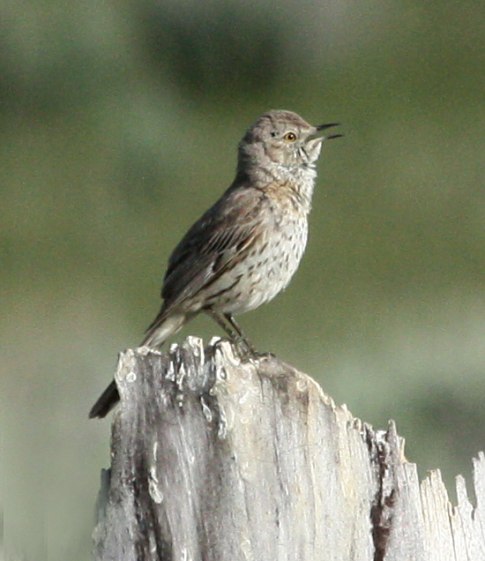 Sage Thrasher photo #2