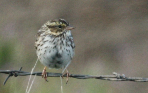 Savannah Sparrow (western form)