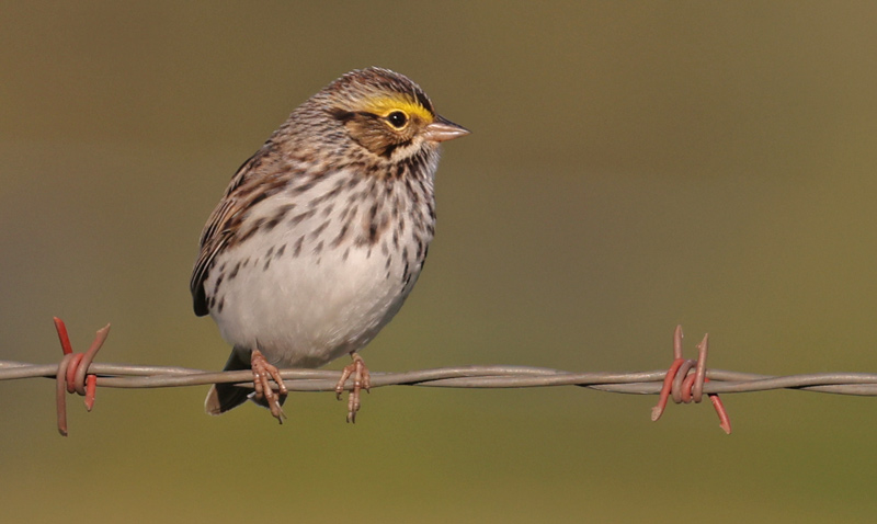 Savannah Sparrow