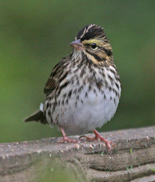 Savannah Sparrow