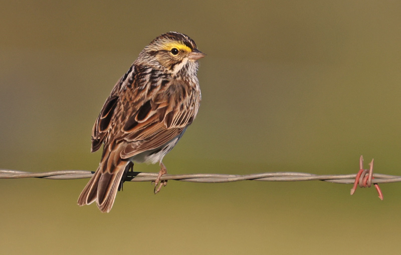 Savannah Sparrow