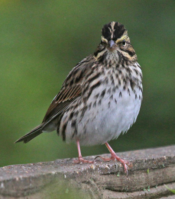 Savannah Sparrow