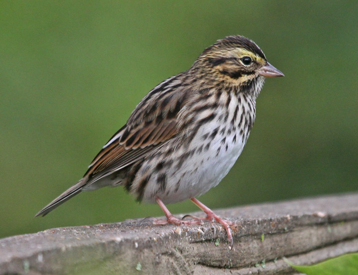 Savannah Sparrow