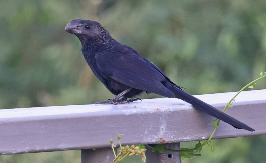 Smooth-billed Ani