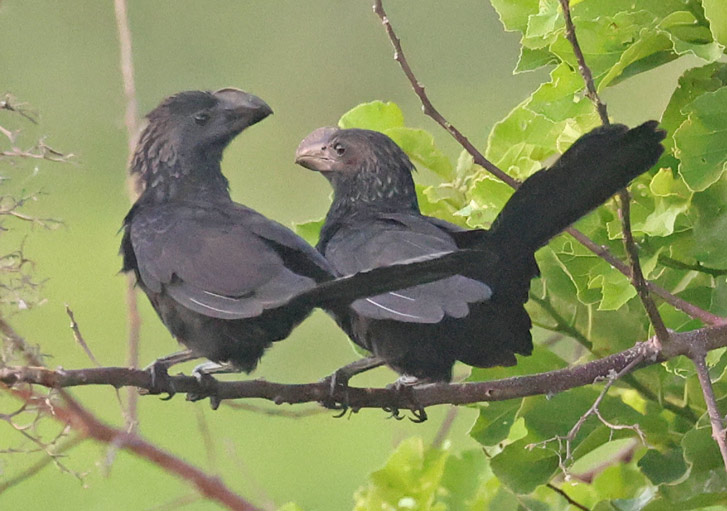Smooth-billed Ani