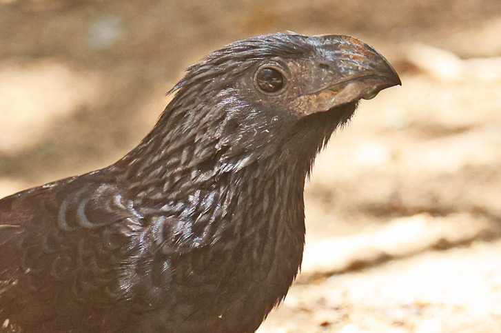 Smooth-billed Ani