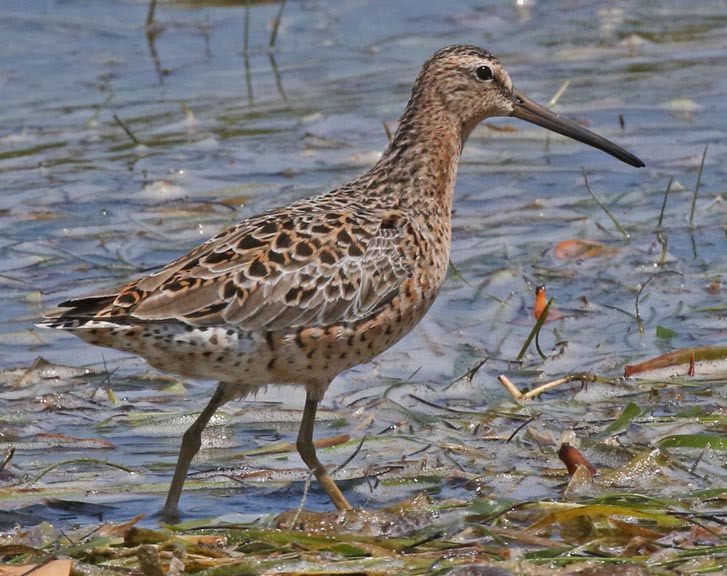Short-billed Dowitcher photo #1