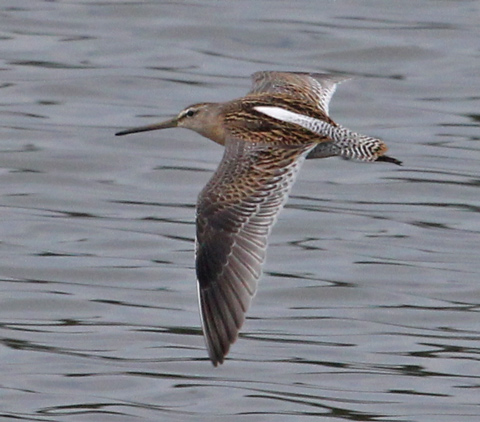 Short-billed Dowitcher Photo 3