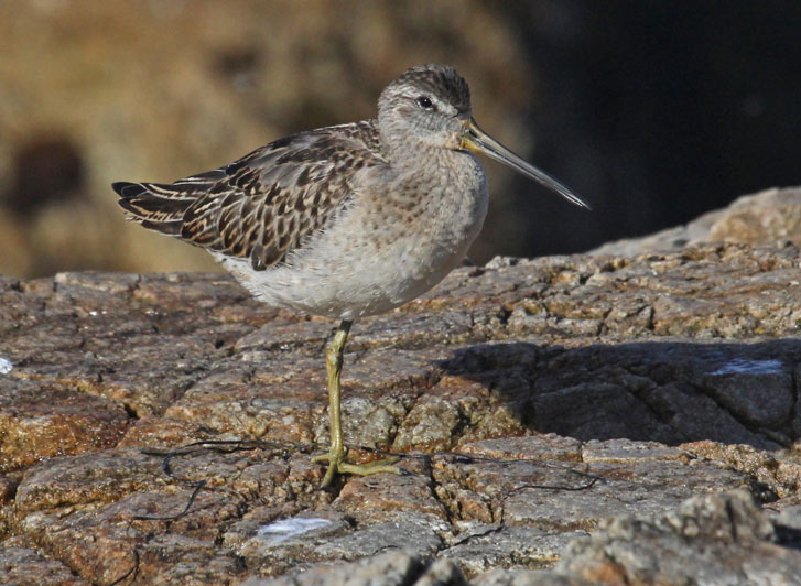 Short-billed Dowitcher (juvenile caurinus subspecies)