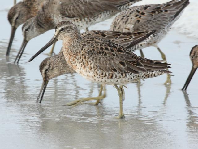 Short-billed Dowitcher photo #1