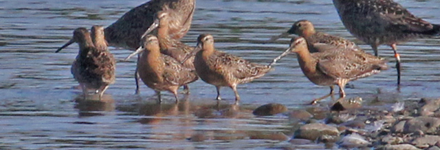 Short-billed Dowitcher