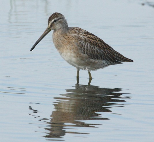 Short-billed Dowitcher Photo 7