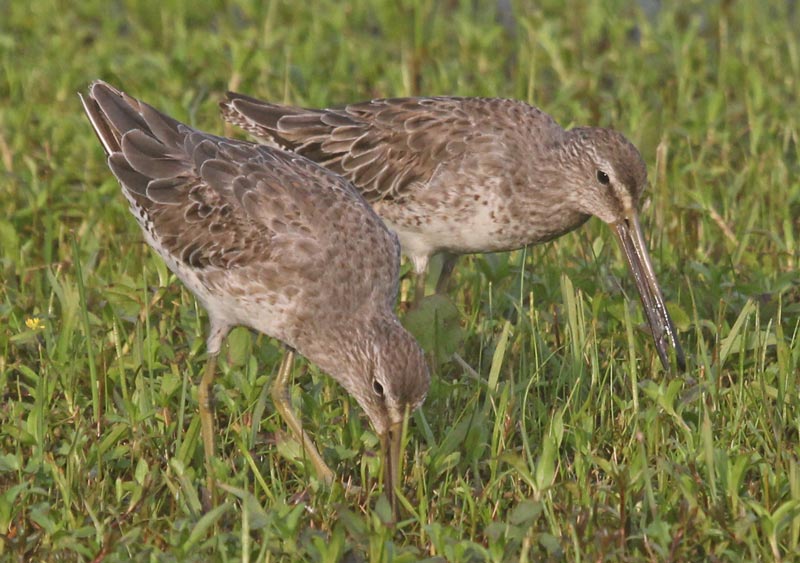 Short-billed Dowitcher Photo 1