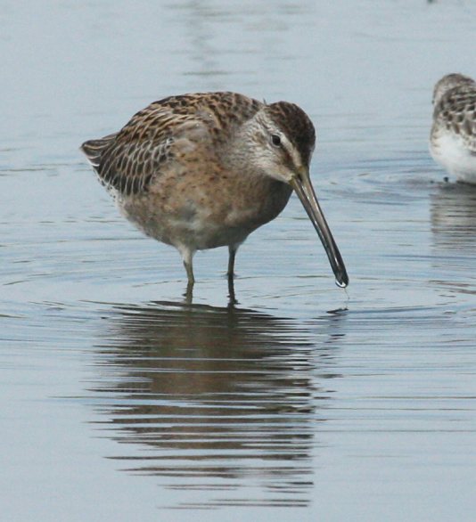 Short-billed Dowitcher Photo 8