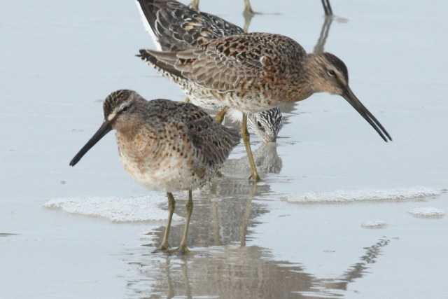 Short-billed Dowitcher photo #2