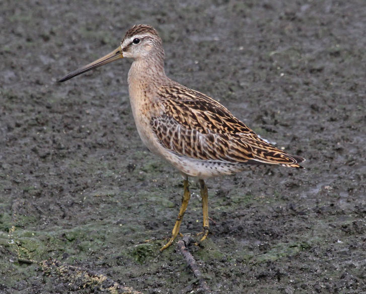 Short-billed Dowitcher Photo 1