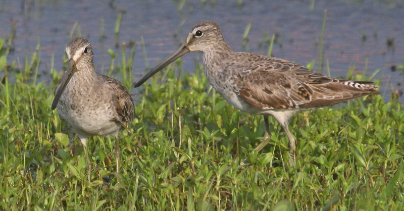 Short-billed Dowitcher Photo 4