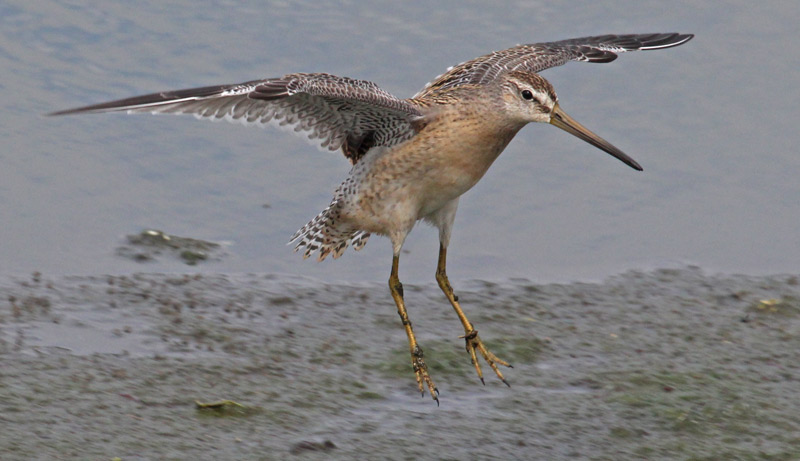 Short-billed Dowitcher Photo 2