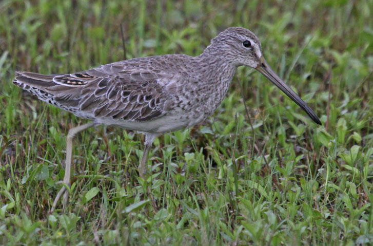 Short-billed Dowitcher Photo 3