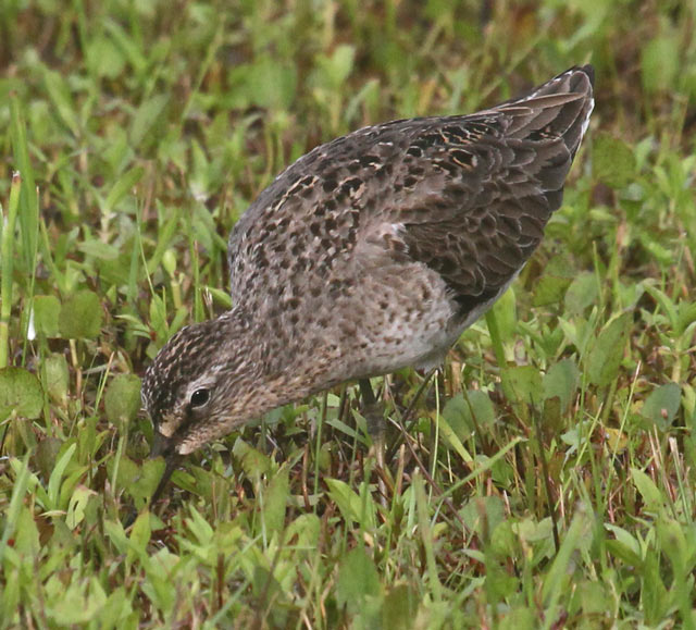 Short-billed Dowitcher Photo 2