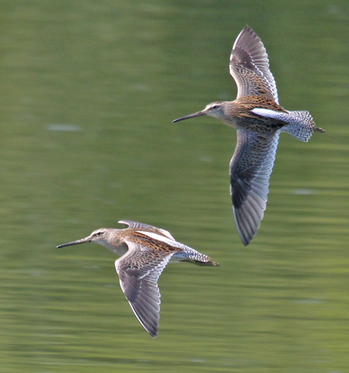 Short-billed Dowitcher Photo 4