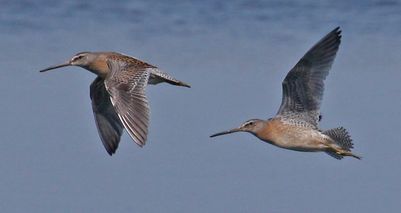 Short-billed Dowitcher Photo 2