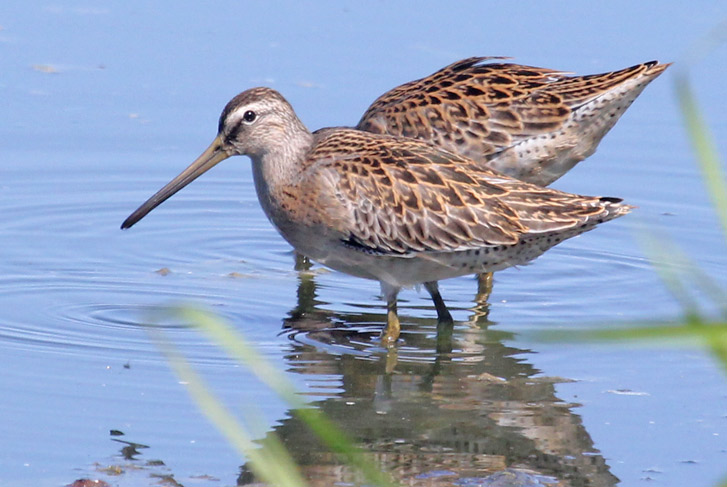 Short-billed Dowitcher Photo 5