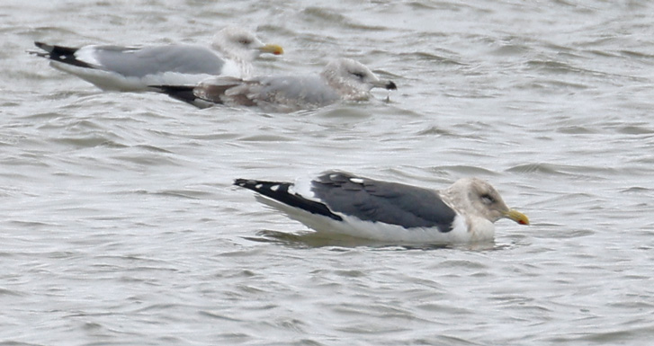 Slaty-backed Gull (adult)