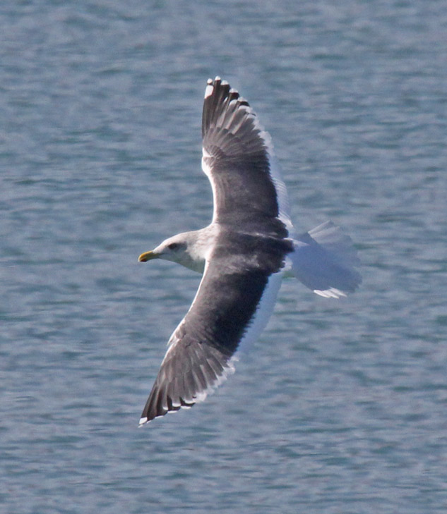 Slaty-backed Gull (adult)