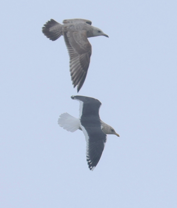 Slaty-backed Gull (adult)