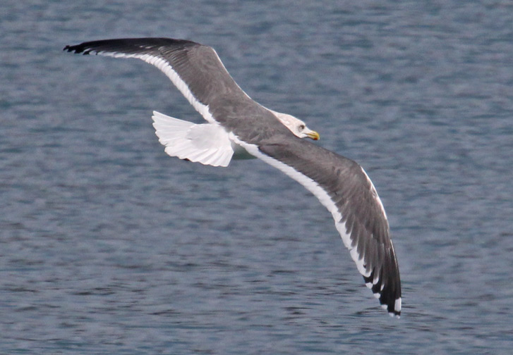 Slaty-backed Gull (adult)