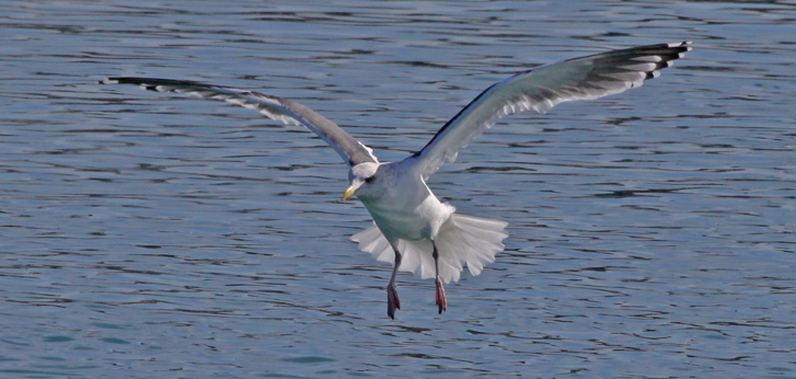 Slaty-backed Gull (adult)