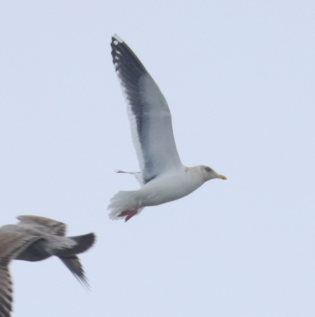 Slaty-backed Gull (adult)