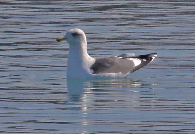 Slaty-backed Gull (adult)