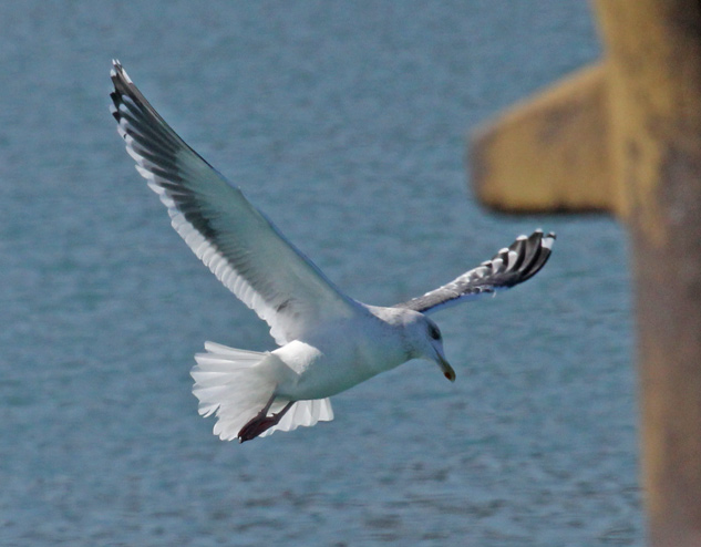 Slaty-backed Gull (adult)