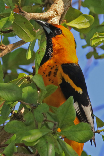 Spot-breasted Oriole