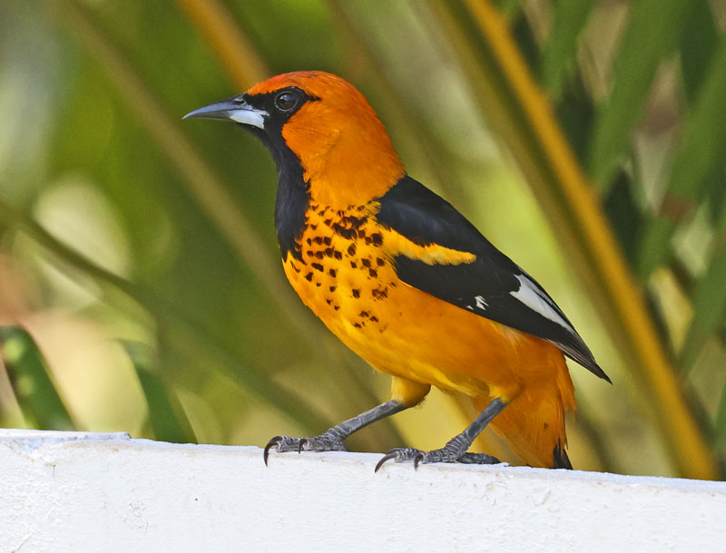 Spot-breasted Oriole