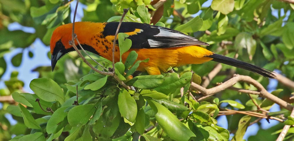 Spot-breasted Oriole