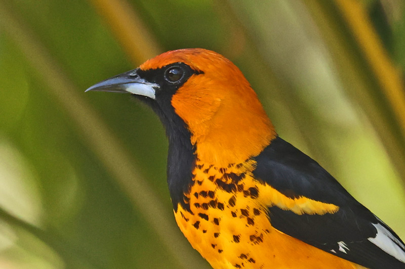 Spot-breasted Oriole