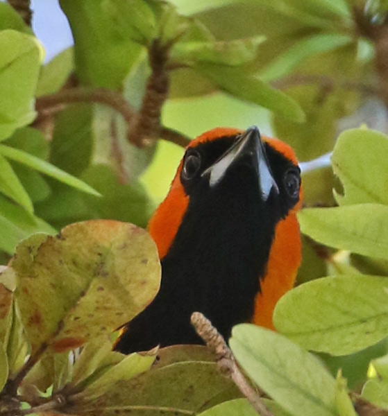 Spot-breasted Oriole