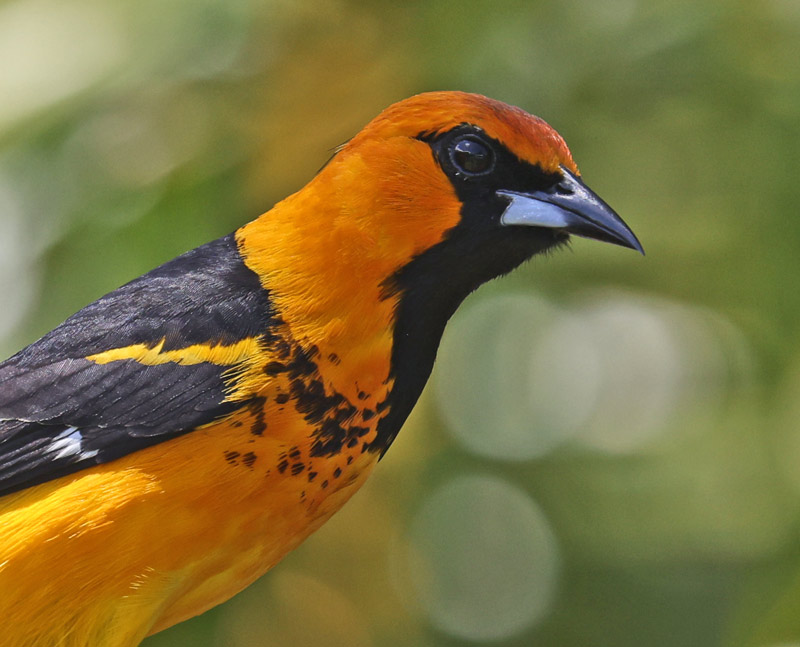 Spot-breasted Oriole