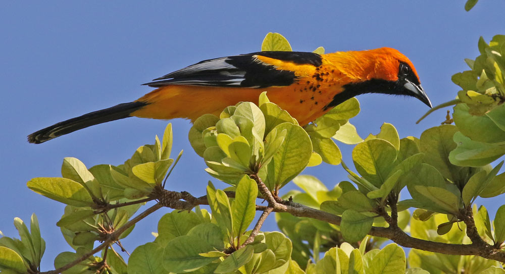Spot-breasted Oriole
